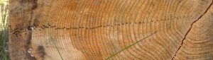 jahresringe2
